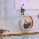 에덴미어캣프랜즈 이미지