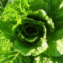 나래농장2 | 유기농 절임배추 10kg 농장 직배송 천일염 김장 준비