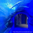 상아 수산 | [공지] 여수 아이랑 가볼만한 곳 볼거리 많은 해양수산과학관, 해상 케이블카 데이트