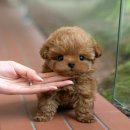 말티와푸들이사는집 | 광주토이푸들분양 제대로 알아본 분양처