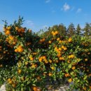 드림농원 민박 이미지