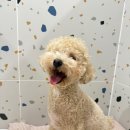 마마스미독펜트하우스 광주애견유치원&애견호텔 본점 이미지