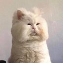 사이드킥 이미지