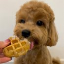 멍멍앤쿡 이미지