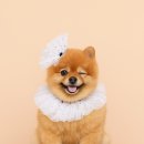 스타피드 | 펫 피드메이커 활동 방법, 피드 노출 활동 후기