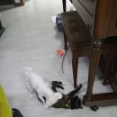 이러고 놀던 비누(강아지) 루비(고양이)~~ 이미지