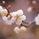 산에는꽃이피네 이미지