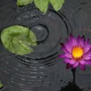 빈하우스 이미지