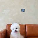 쁘띠애견미용실 이미지