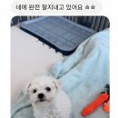 첫날밤 | 수원강아지분양후기 초보 집사, 첫날 밤 멘붕 왔던 진짜 후기