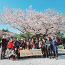 3월 25일 황령산 벚꽃길 단체사진 이미지