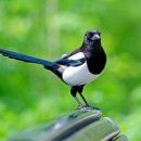 까치자동차 이미지