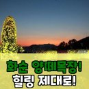 화순목장 | 화순 여행 후기: 양떼목장부터 셰프의 프렌치 비스트로까지?! 진짜 후회는 없을 겁니다!
