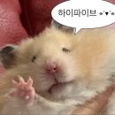 헤이제니 | 중궈밀크티 밀착 취재의 건(차지 아운티제니 헤이티 차백도 더정 미쉐 레츠꼬)