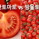 토마토 이미지