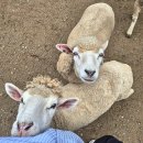 남성목장 | 가평양떼목장 | 가평 이색놀거리 알파카와 산책하기, 새끼양 우유주기 체험