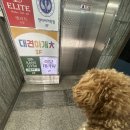 부산 강아지 24시 애견미용호텔유치원 도그드림(서면점) 이미지