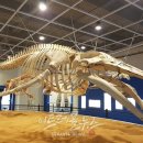 고래문화가 있는날 이미지