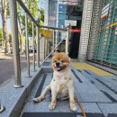 이발소 갔다옴🐕🐶 이미지