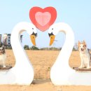 인천광역시 계양경기장 계양체육관주경기장 | 계양 꽃마루 인천 강아지 산책 추천 무료 반려견 놀이터 운동장