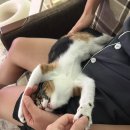 누리펫 | 고양이 혼자 장난감 누리펫 4단 트랙볼 공 추천