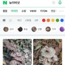 장수골다슬기 이미지