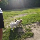 써니도그 이미지