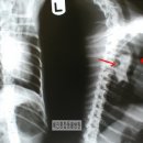 혜인종합동물병원 이미지