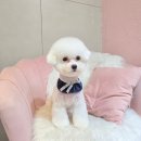 개이쁘댕 이미지