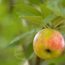 꿈이있는사과나무 이미지