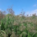 갈대이야기 이미지