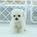 몽프리제 이미지