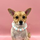 마이뷰티독 이마트 월계점 이미지