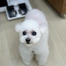 도그보니타 이미지