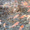 코이 | 김해 장유 율하 카페 커피앤더코이 방문 후기｜잉어 구경하며 힐링 가능한 대형 카페 리뷰