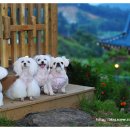 자매펜션 이미지