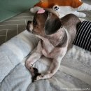 댕복한하루 | 시지 애견 미용 [ 댕복한하루 ] 1 대 1 맞춤 케어로 여름맞이 빡빡 미용한 강아지_ 라운