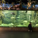 다누리 | 단양 아기와 가볼만한 곳 다누리아쿠아리움 후기