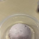 에버그릭 역삼점 | 에버그릭 요거트 역삼점” 강남 그릭요거트 맛집 | 리얼 체리 그릭 후기 | 역삼 선릉 플레이버 그릭...