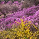 올레길 산림형 2코스 이미지