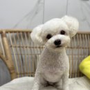 여수죽림동물병원 애견미용실 이미지