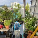 에스피 | [장미방제] 국산 한일에스피 밀 40 충전식분무기 사용후기