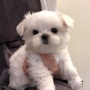 푸른들 동물병원 네이버블로그