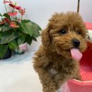 야옹아 멍멍해봐 동탄하나로점 이미지