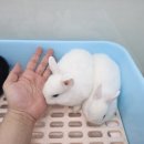 달펫 소동물샵 이미지