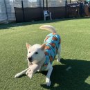 안녕 똑독아 이미지