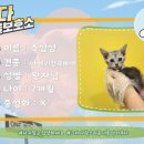 안다 동물보호소 이미지