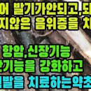 오동나무(백동피 )―노인성 발기부전의 치료, 발기가 되더라도 단단하지 않은 증상에 효능, 고혈압의 회복과 항암효과, 간 및 폐를 튼튼히 이미지