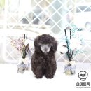 곱슬강아지 이미지