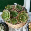 부영농장3 이미지